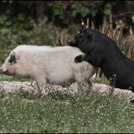 ¿Un polvo rápido?
